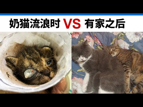 奶猫流浪时VS有家之后 Kitten Before Rescued VS After Rescued ／ Kevin in Shanghai